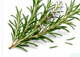 Rosemary botanical visual